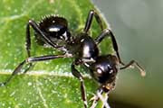 Spiny Ant (Polyrhachis australis) (Polyrhachis australis)